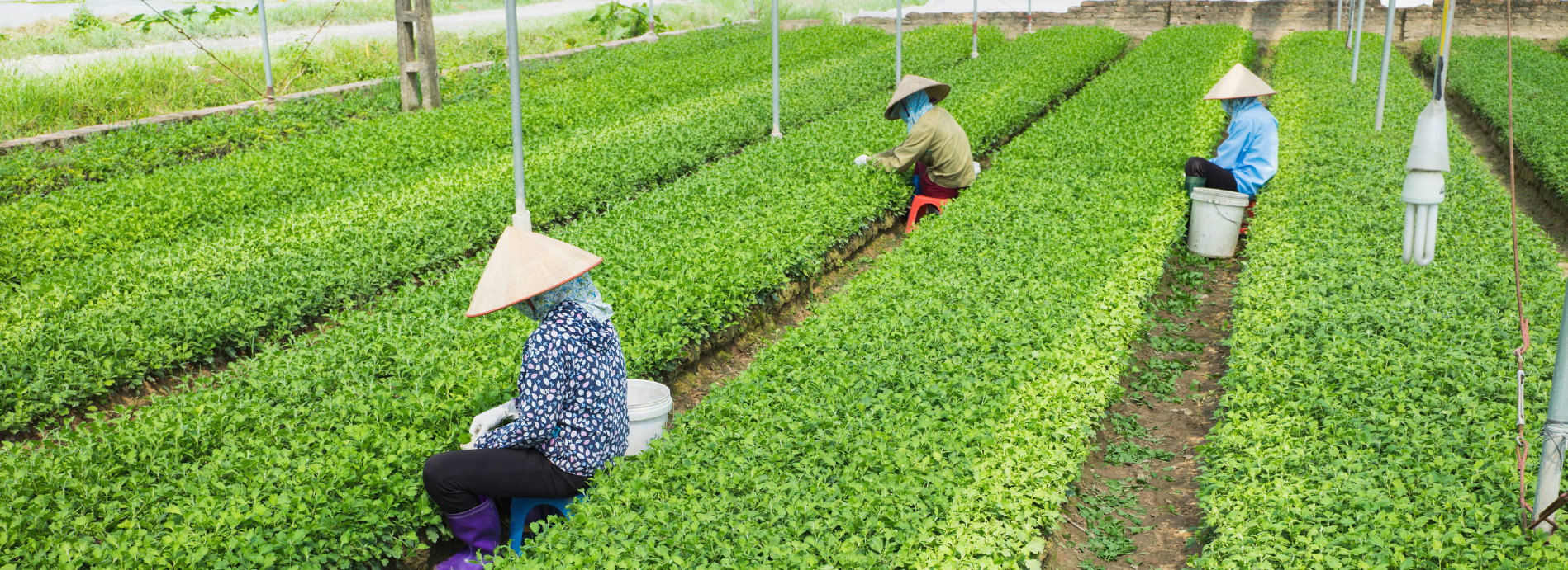 Nền