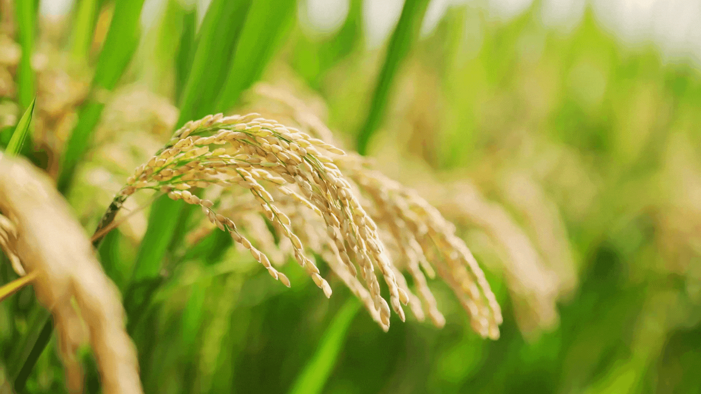Nền