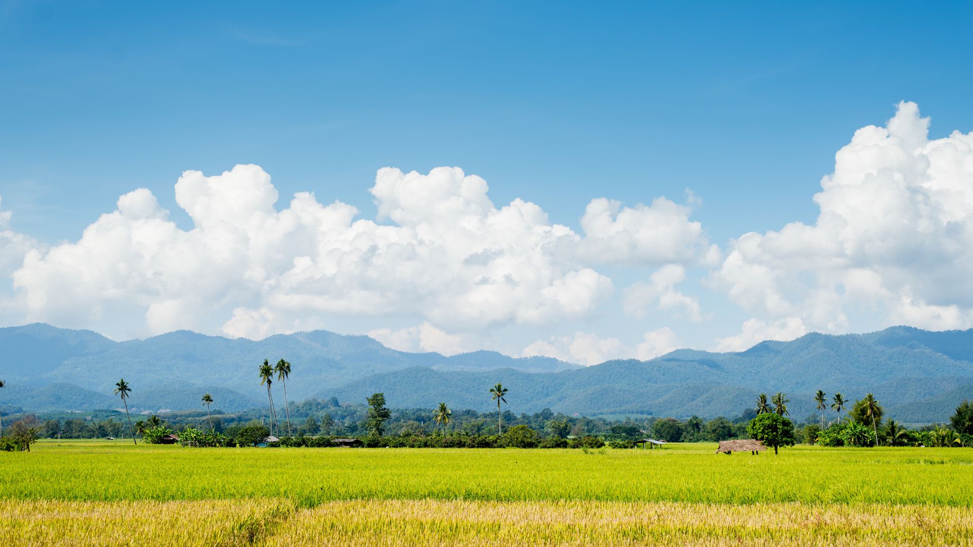 Nền