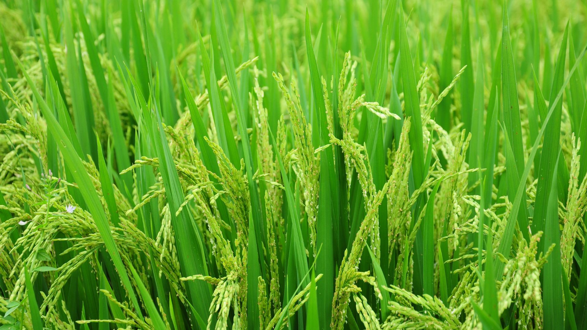 rice
