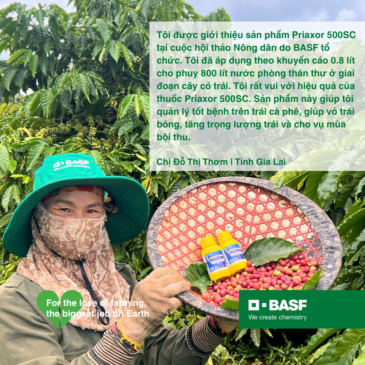 Priaxor thán thư cà phê