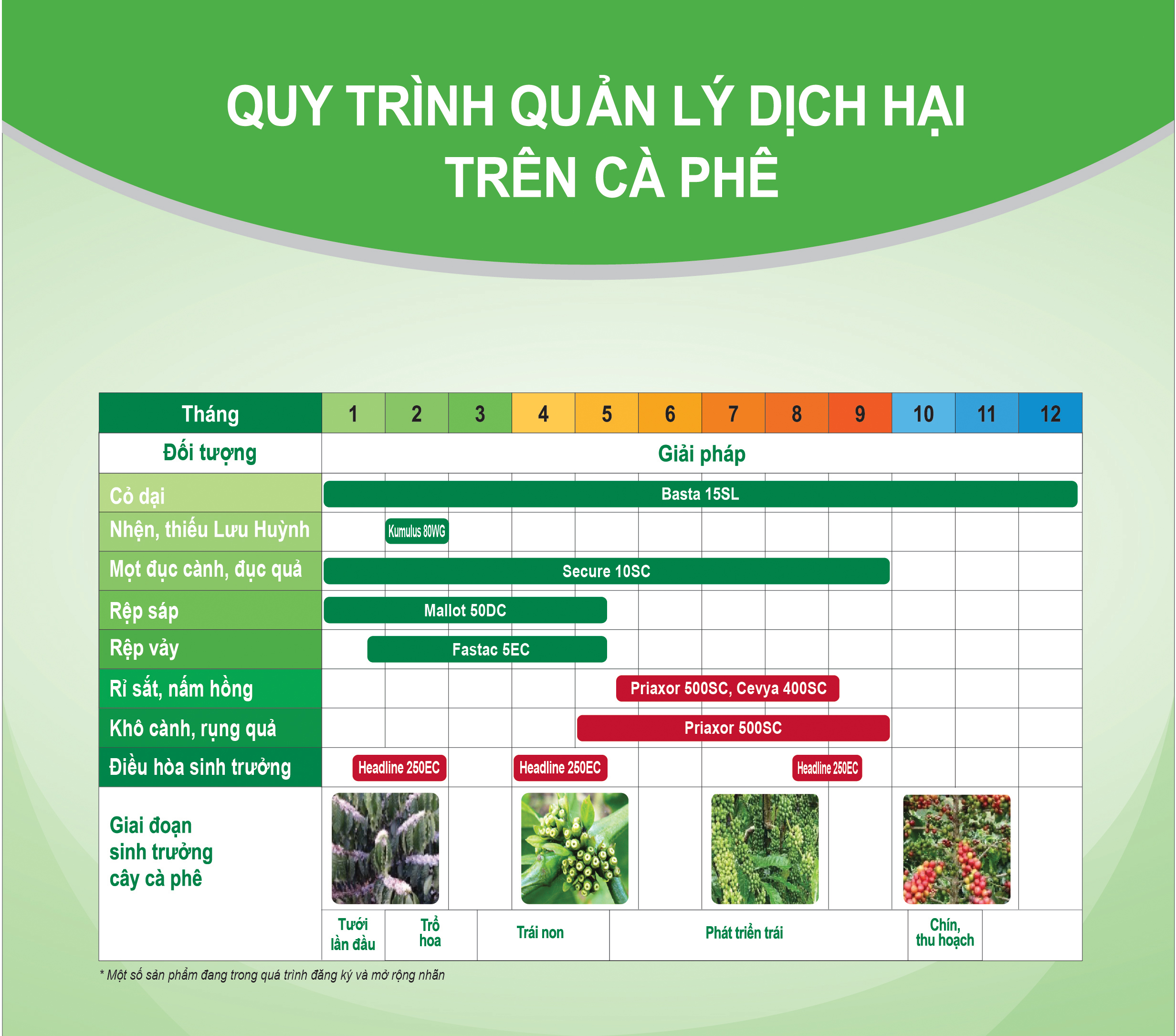 Quản lý dịch hại trên cây cà phê