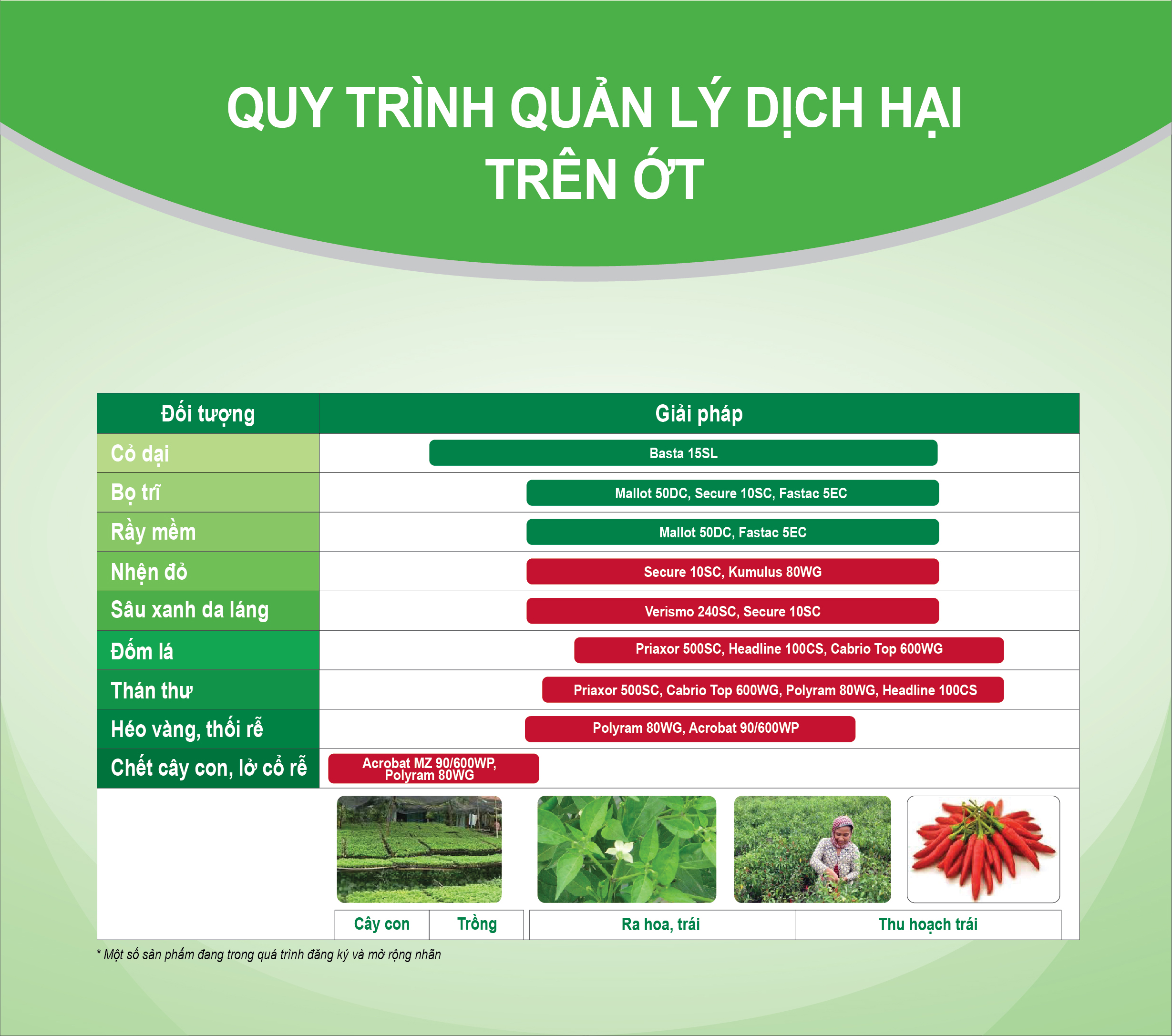 Bảng quy trình quản lý dịch hại trên cây ớt của BASF