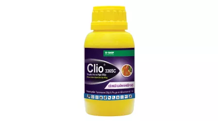 clio